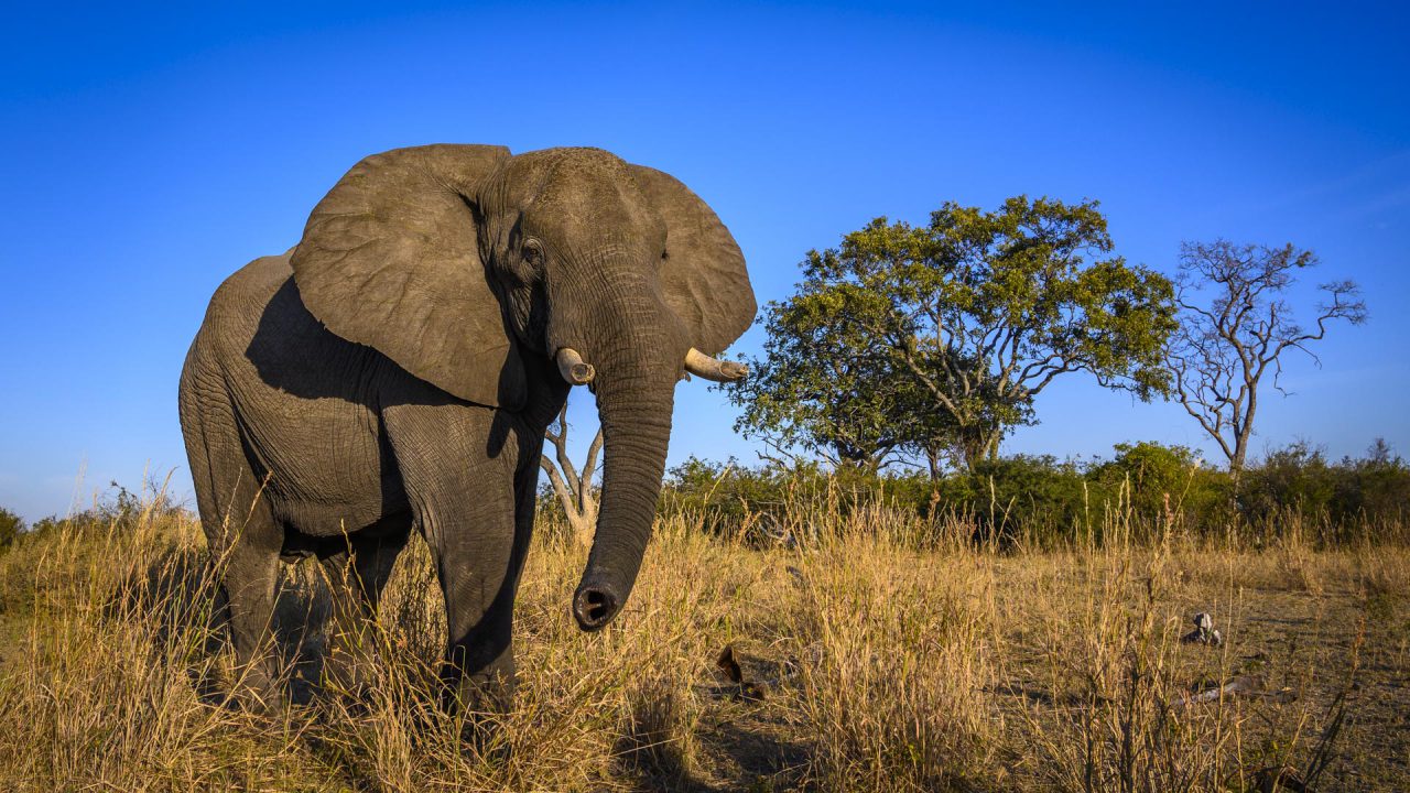 Elephant with broken tusks standing on a grass on the background of a blue sky in Botswana