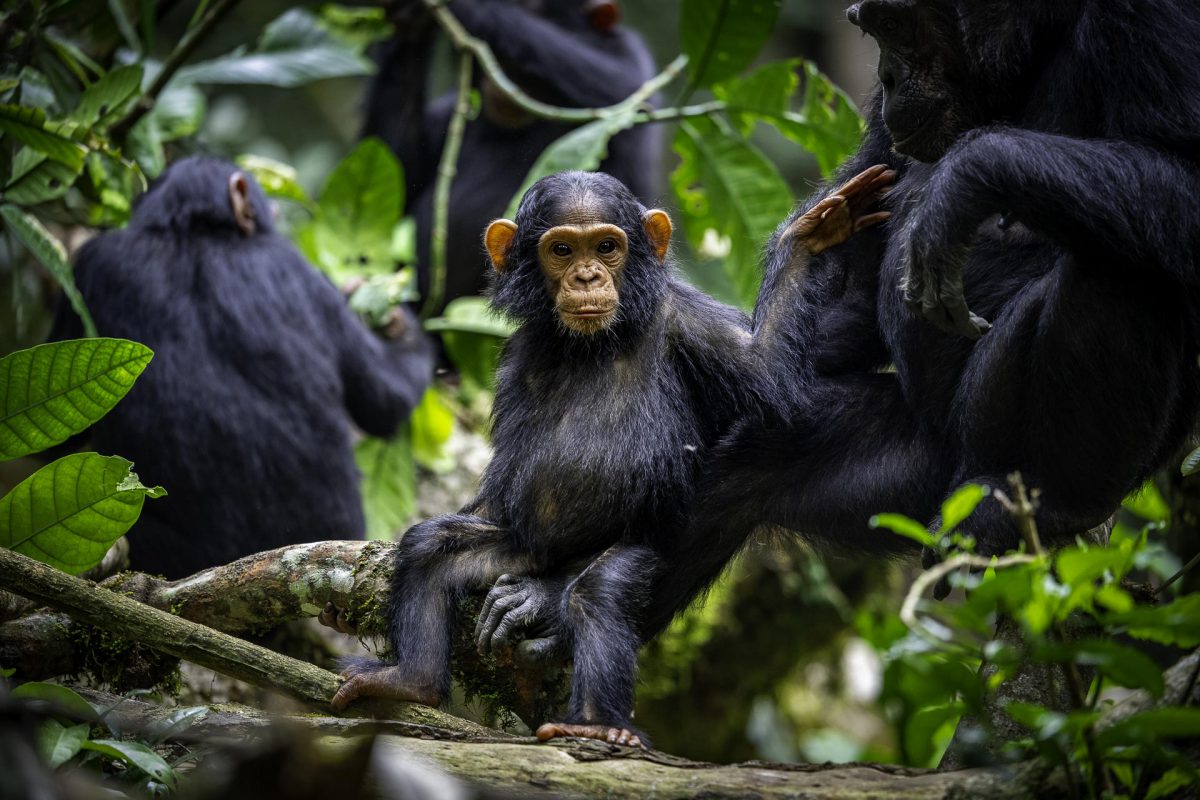 Chimpanzees in the Kibale forest of Uganda