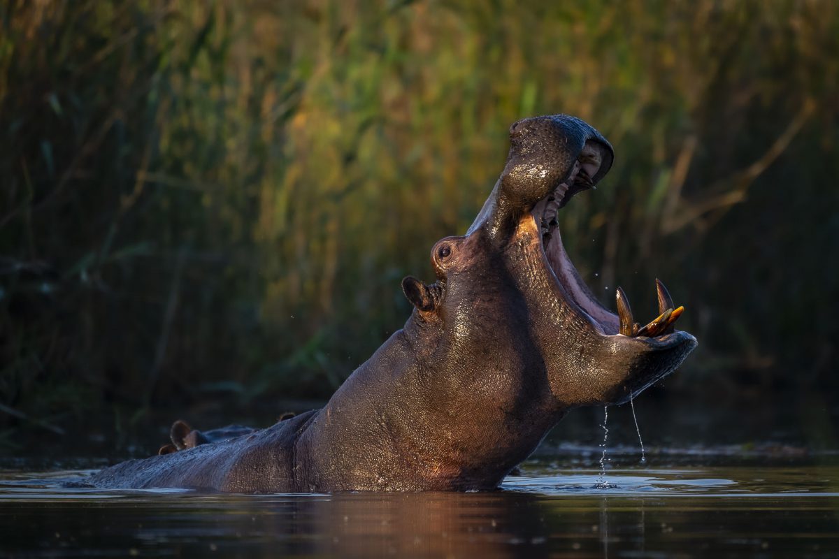 Hippo yawning in the waters of Okavango