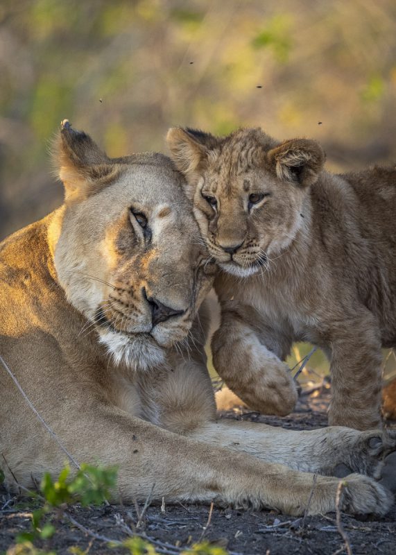Lioness and her cub in Okavango