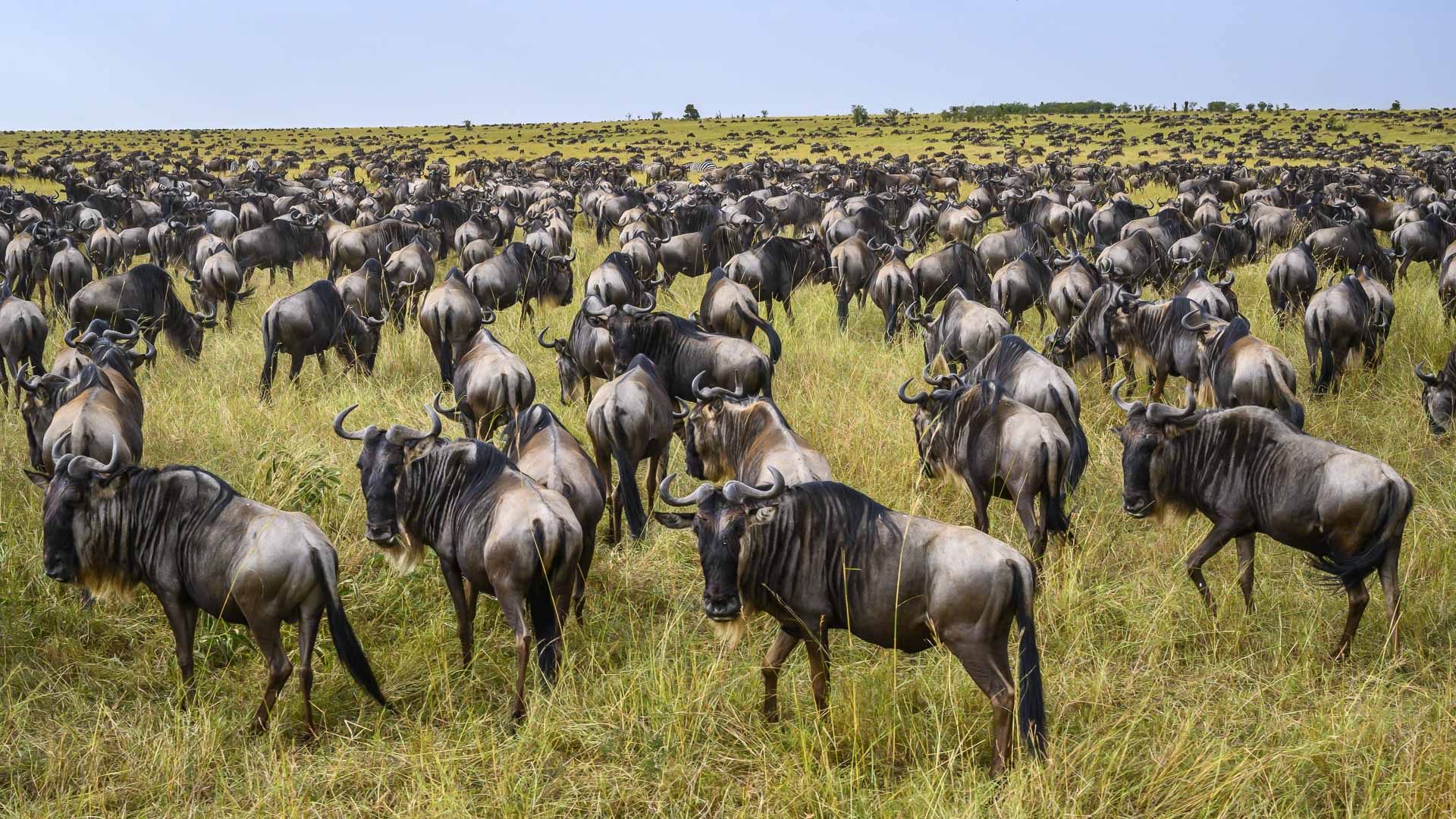 Tanzania Safari tours ★ Discover the unknown | Wild Encounter Safaris