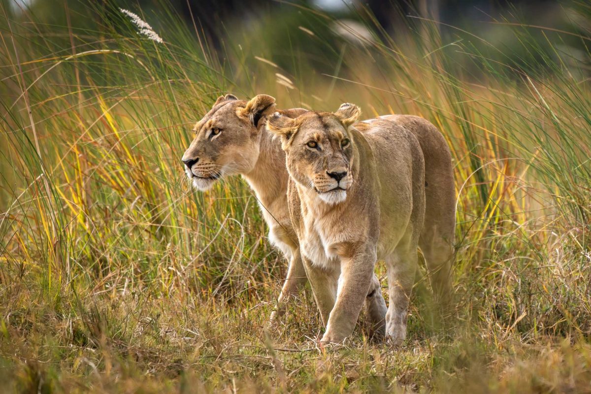 Lionesses hunting