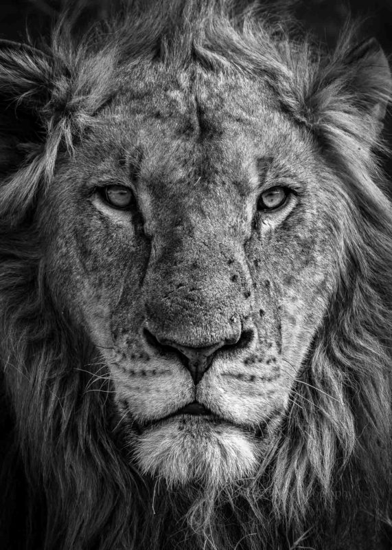 B&W portrait of a male lion