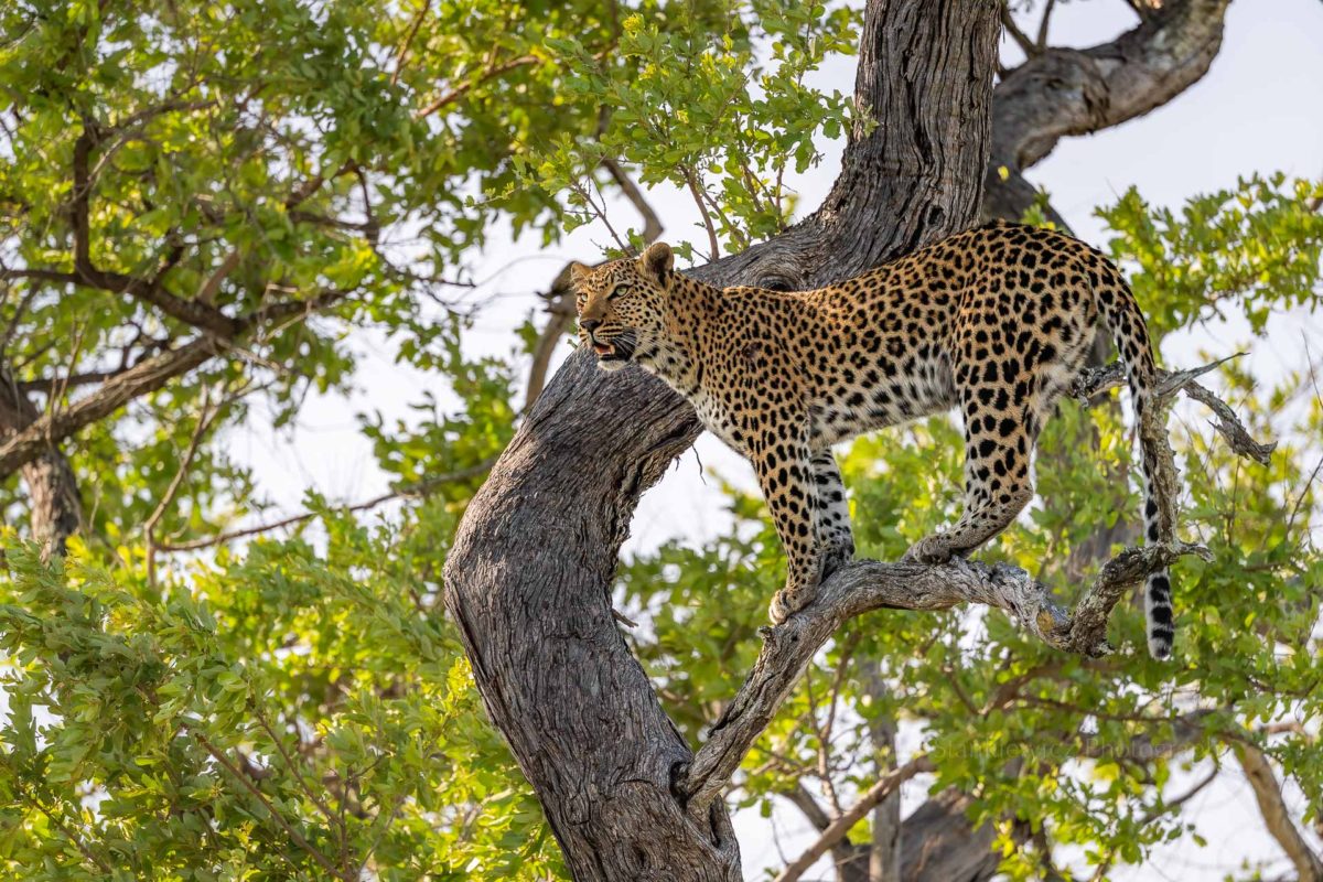 Leopardess on the lookout