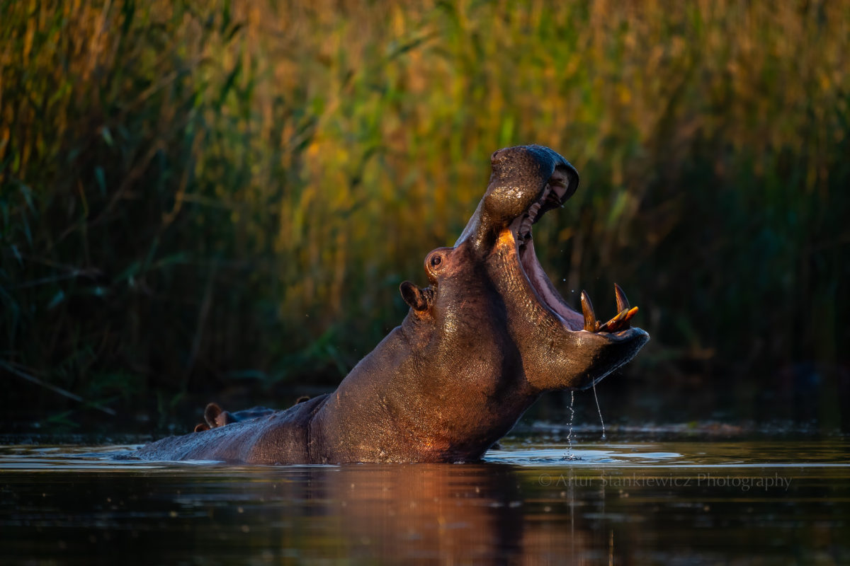 Hippo displaying