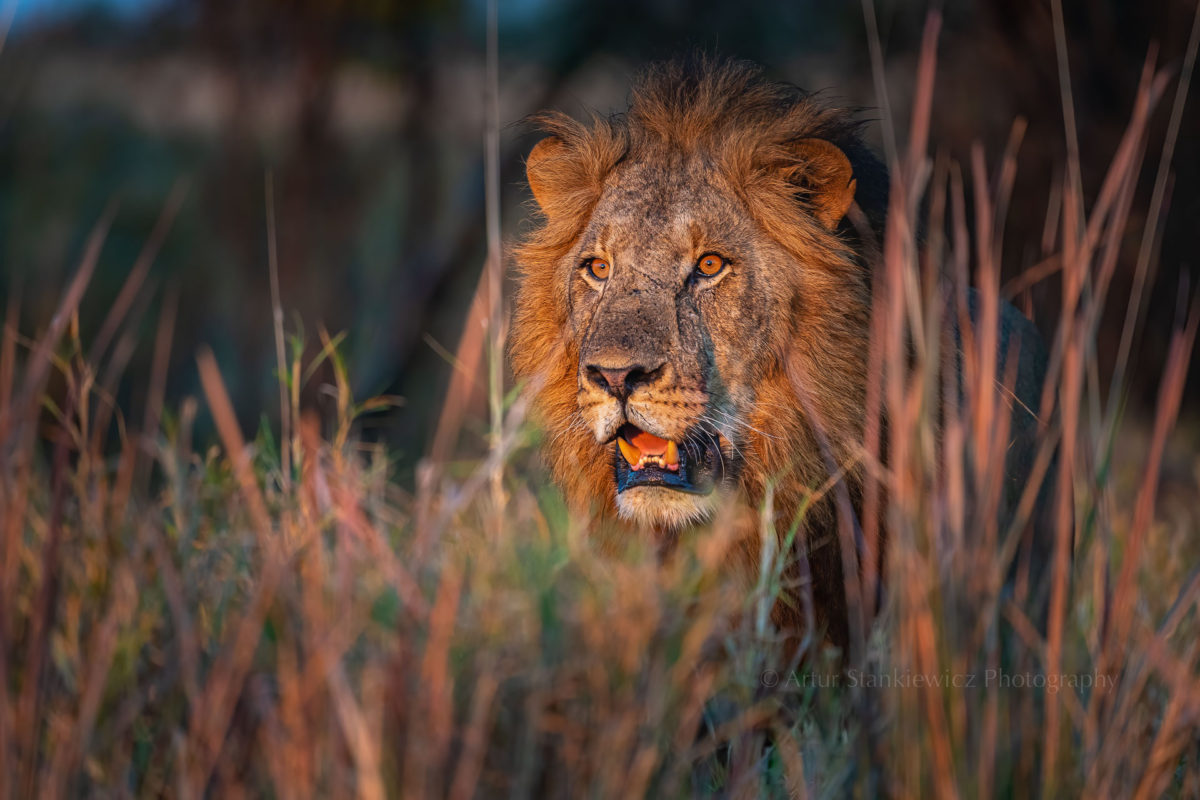 Male lion in a morning sun