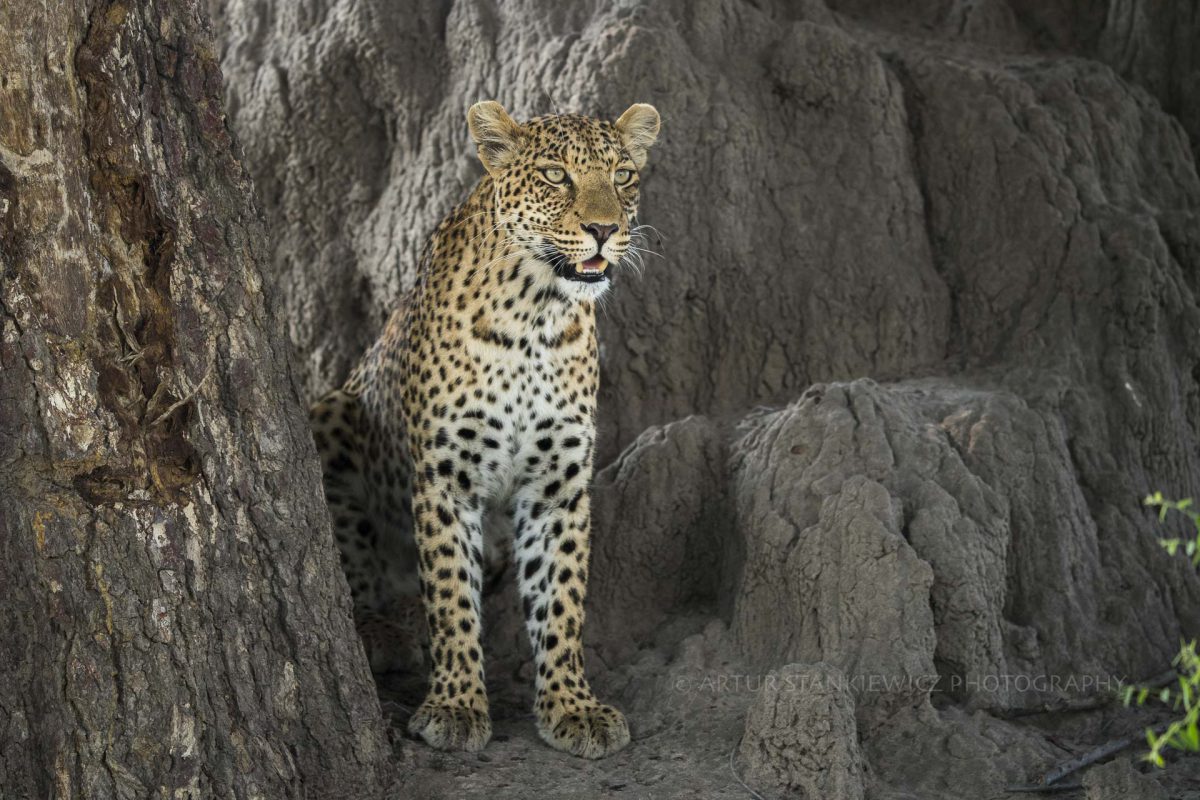 African Leopard sitting with open mouth between the trees and rocks