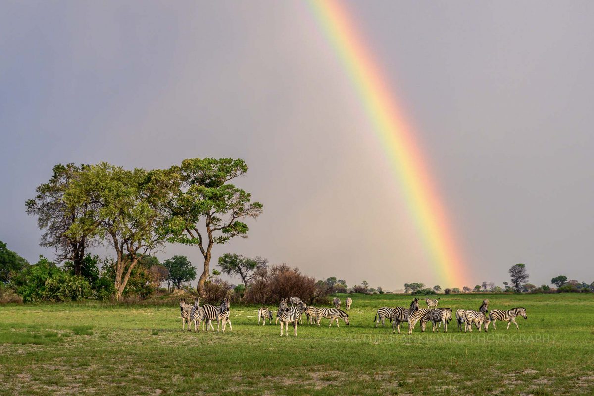 Plaines zebras grazing in Okavango with a rainbow in a background