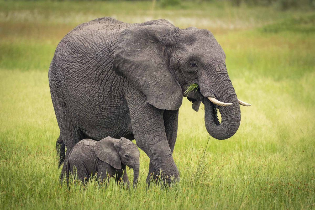 Elephant mother with her cub eating on a green grass