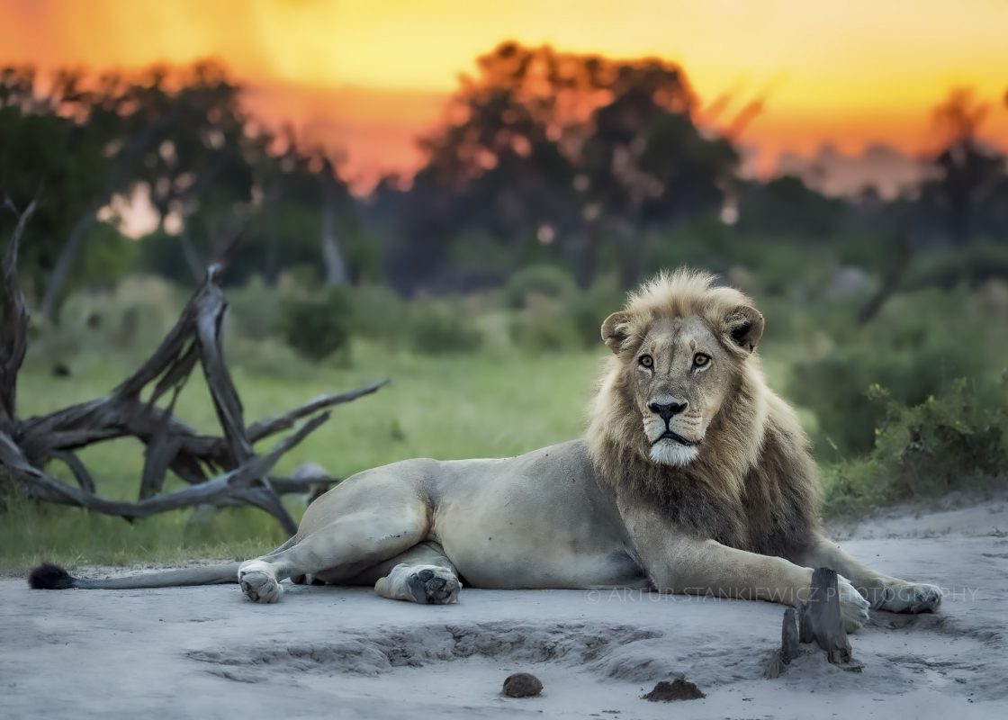 Male lion at sunset