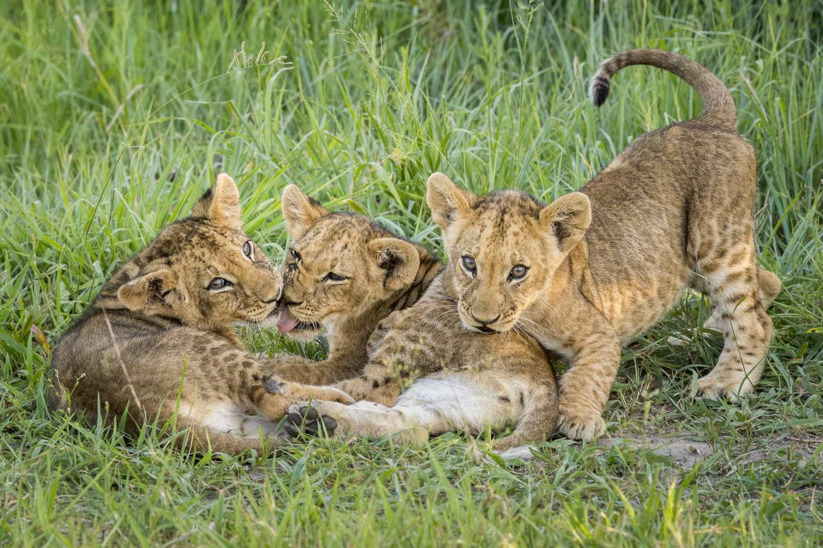 Lion cubs playing in Okavango