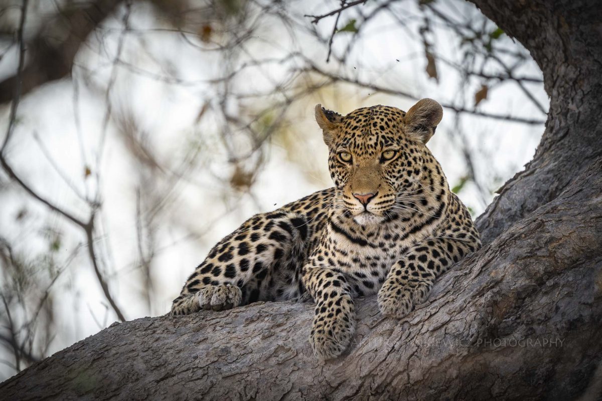 Young male leopard relaxing on a tree in Okavango