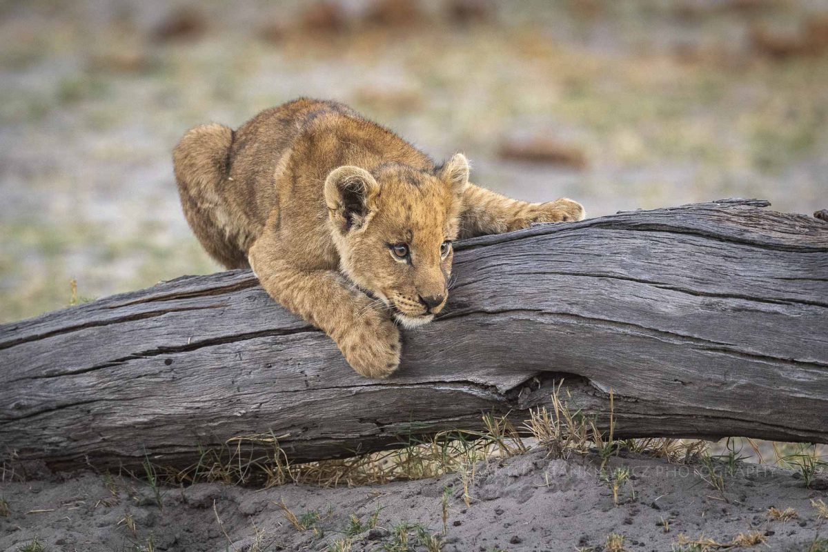 Little lion cub playing on a log in Linyanti
