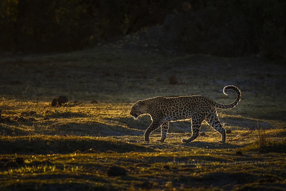 Female leopard at sunset walking along the bank of Kwando river in Linyanti