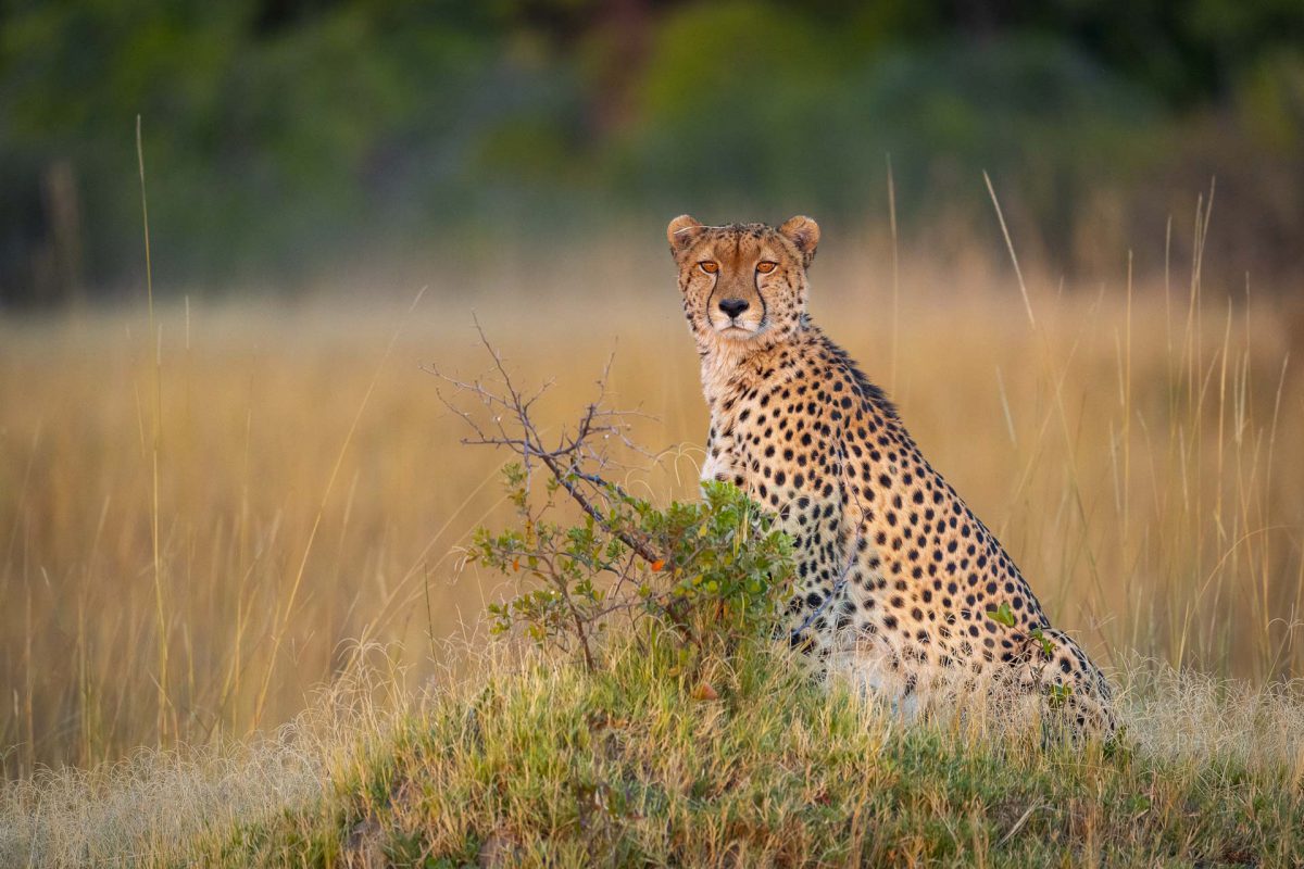 Cheetah male scanning the grassland for pray in Okavango
