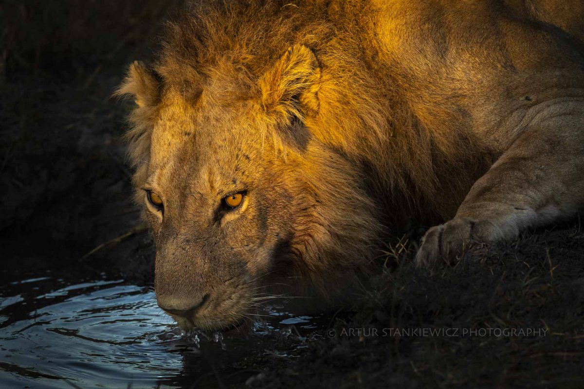 Male lion drinking water at sunrise in Okavango