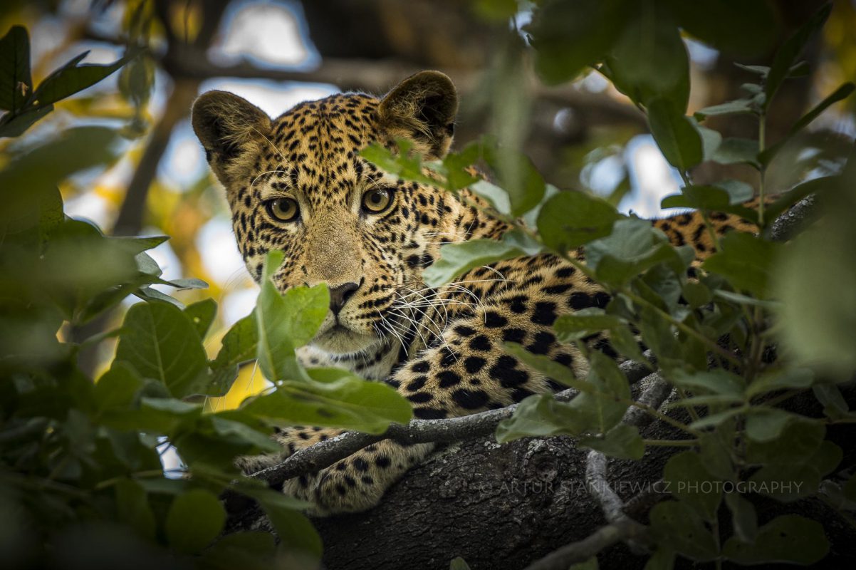 Leopard lurking through the leaves in Okavango
