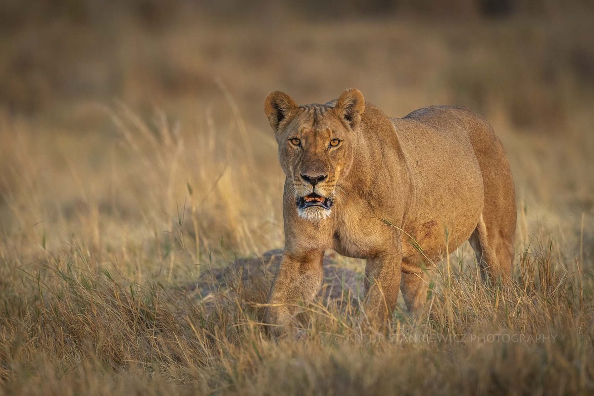 Lioness at sunrise hunting in Linyanti