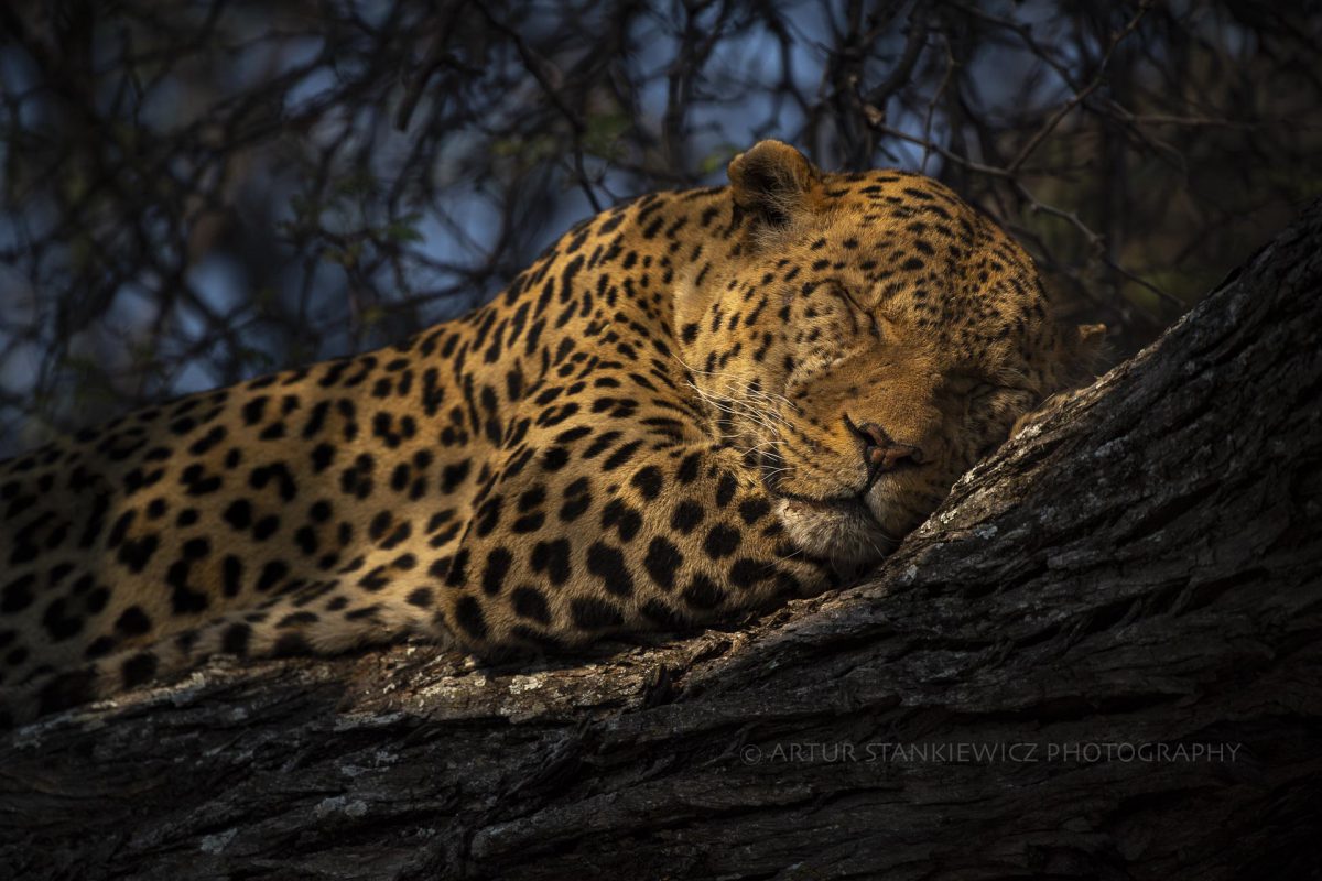 Old male leopard sleeping on a tree in Linyanti