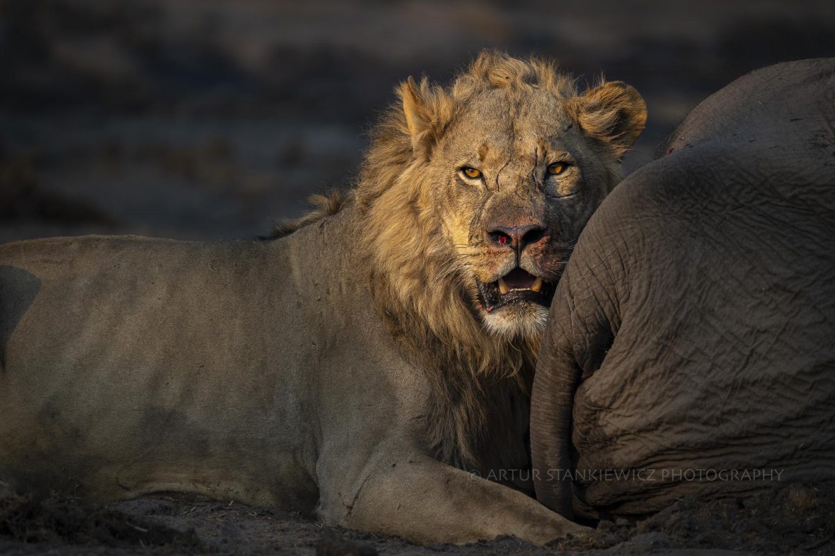 Male lion with an elephant carcass at sunrise in Linyanti