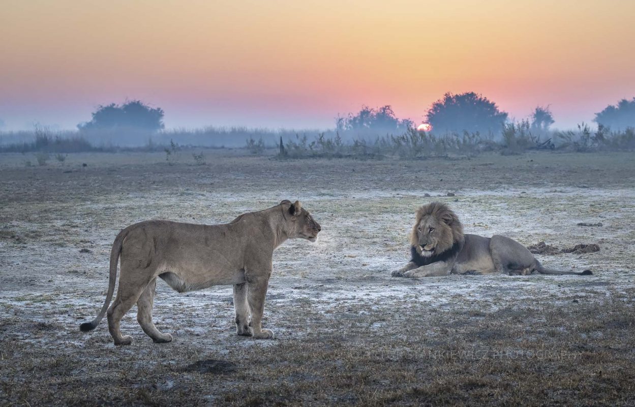 Lioness and lion during the sunrise in Linyanti Botswana