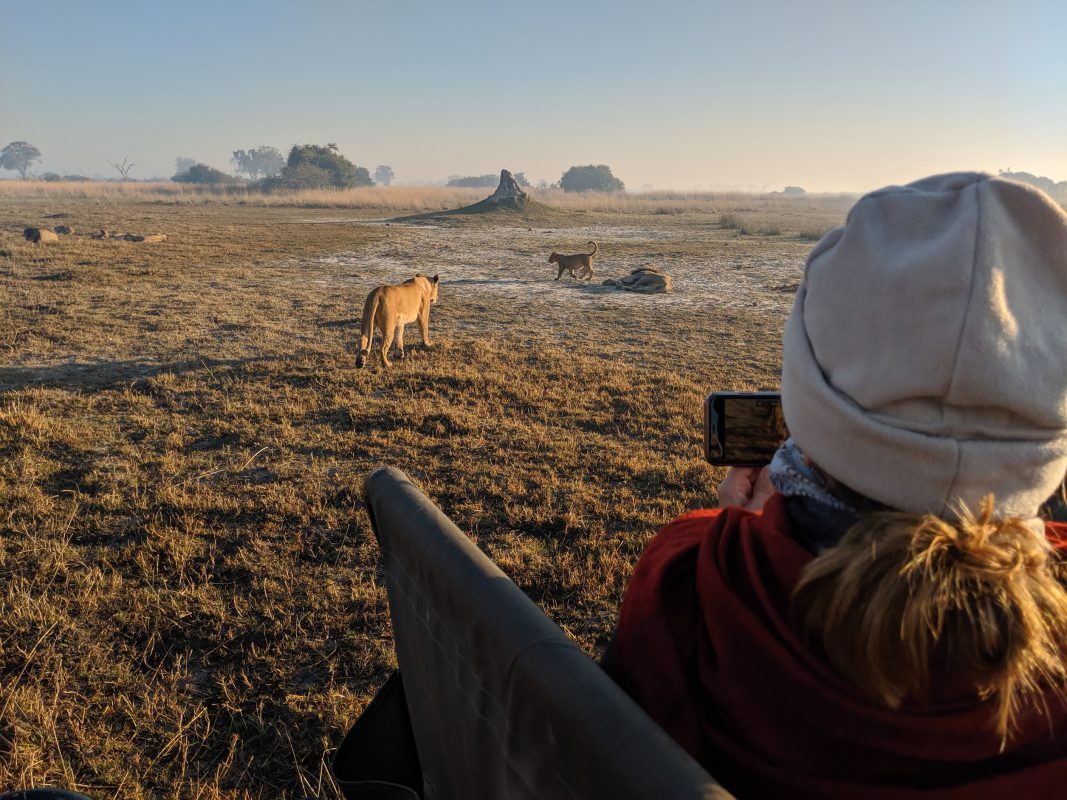Tourist making a photo of lion group living in African savanna with her smartphone