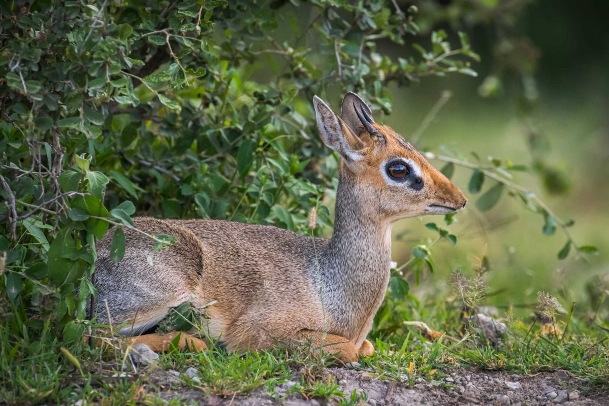 Dik-dik resting around Lake Ndutu, Tanzania