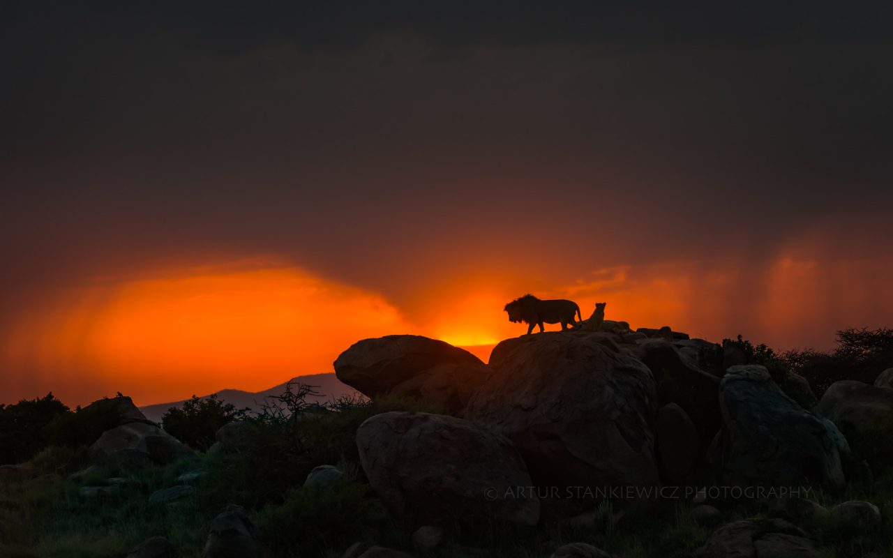 Sunset over Serengeti with male lion on top of kopjes