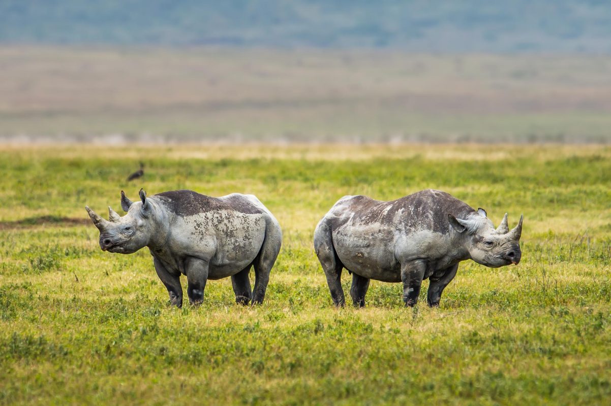 Mother and son black rhinos in the Ngorongoro crater