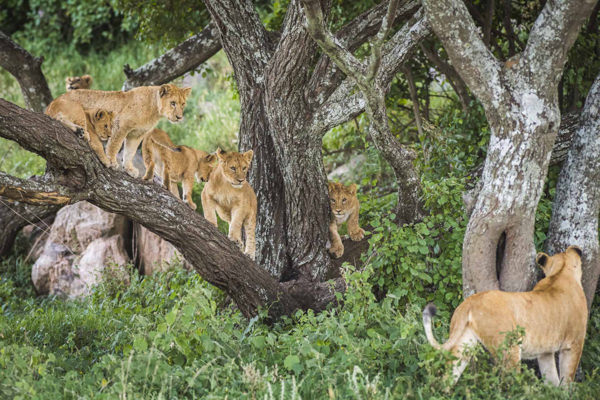 Lions family playing on a tree in southern Serengeti Tanzania