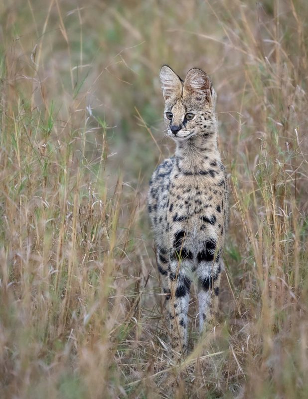 Serval at dusk in grasses of Serengeti