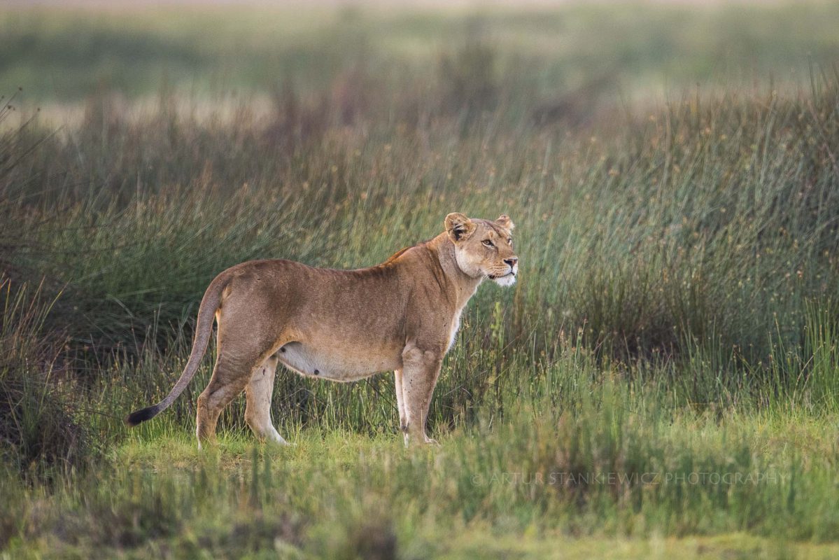 Lioness of the marsh pride of Lake Ndutu Tanzania