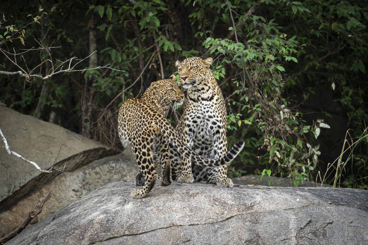 Mother leopard and her cub greeting on a rock of Serengeti