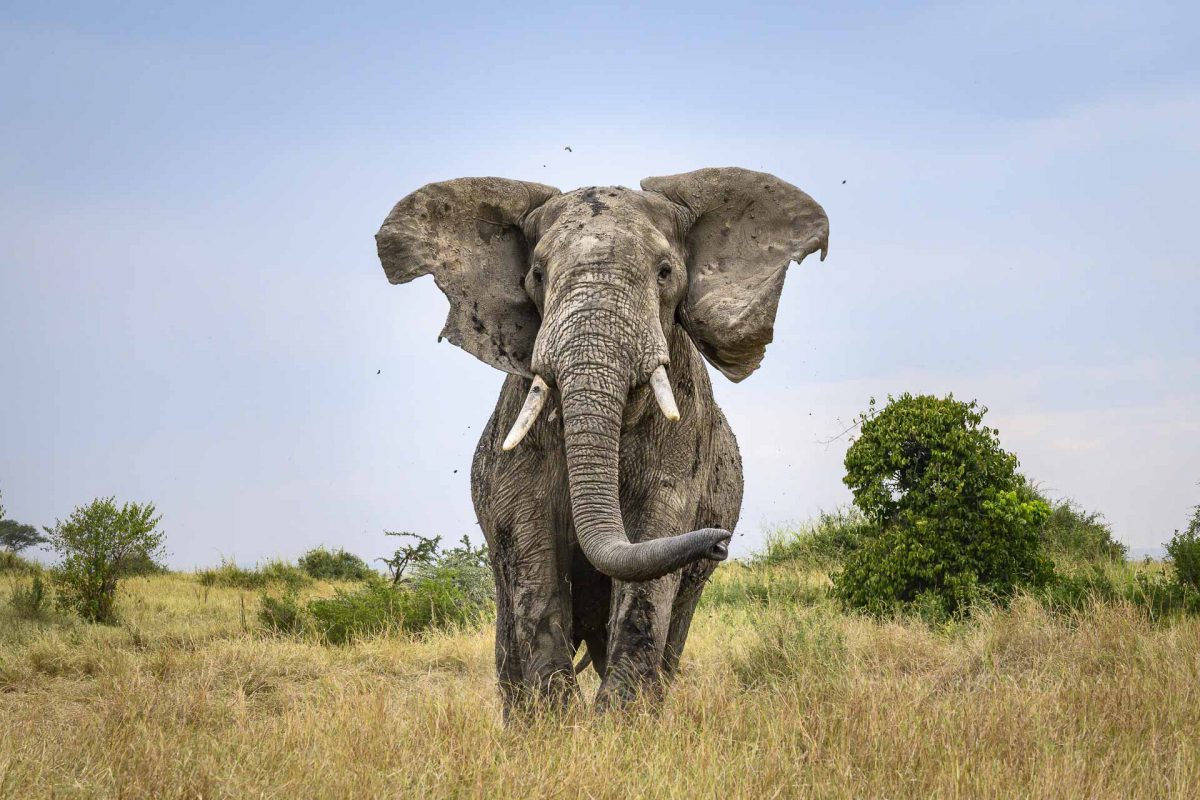 Elephant bull mock charge in Serengeti – Tanzania safari trips