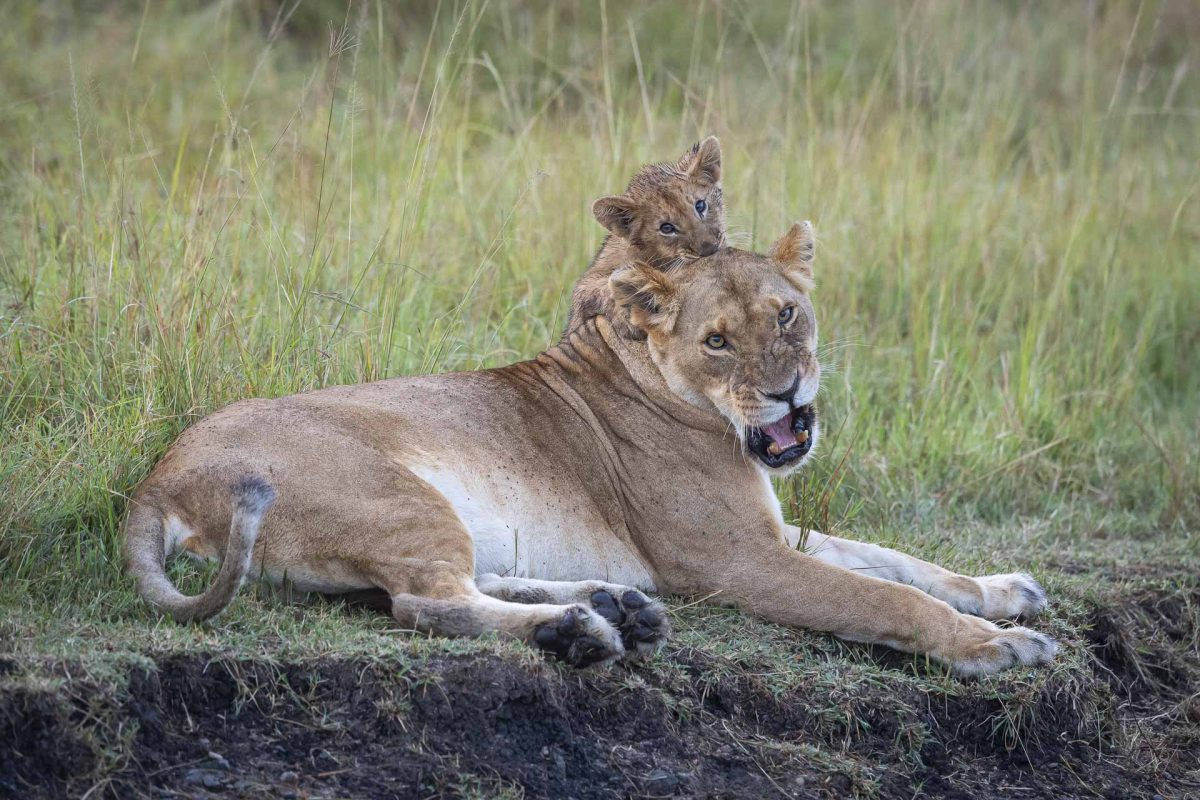 Lioness and her cub playing in Serengeti