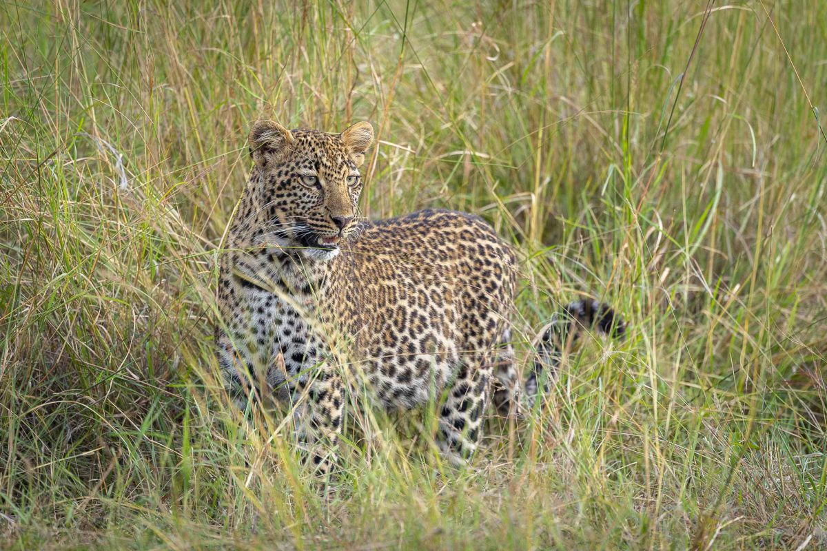 Young leopard in a high grass of Serengeti Tanzania