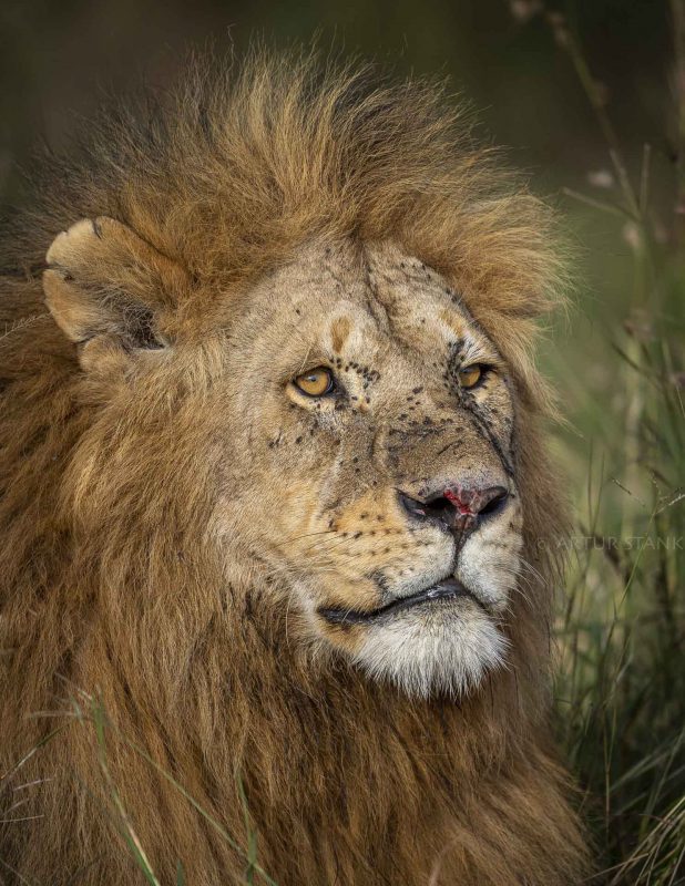 Male lion portrait with flies on his face in Serengeti