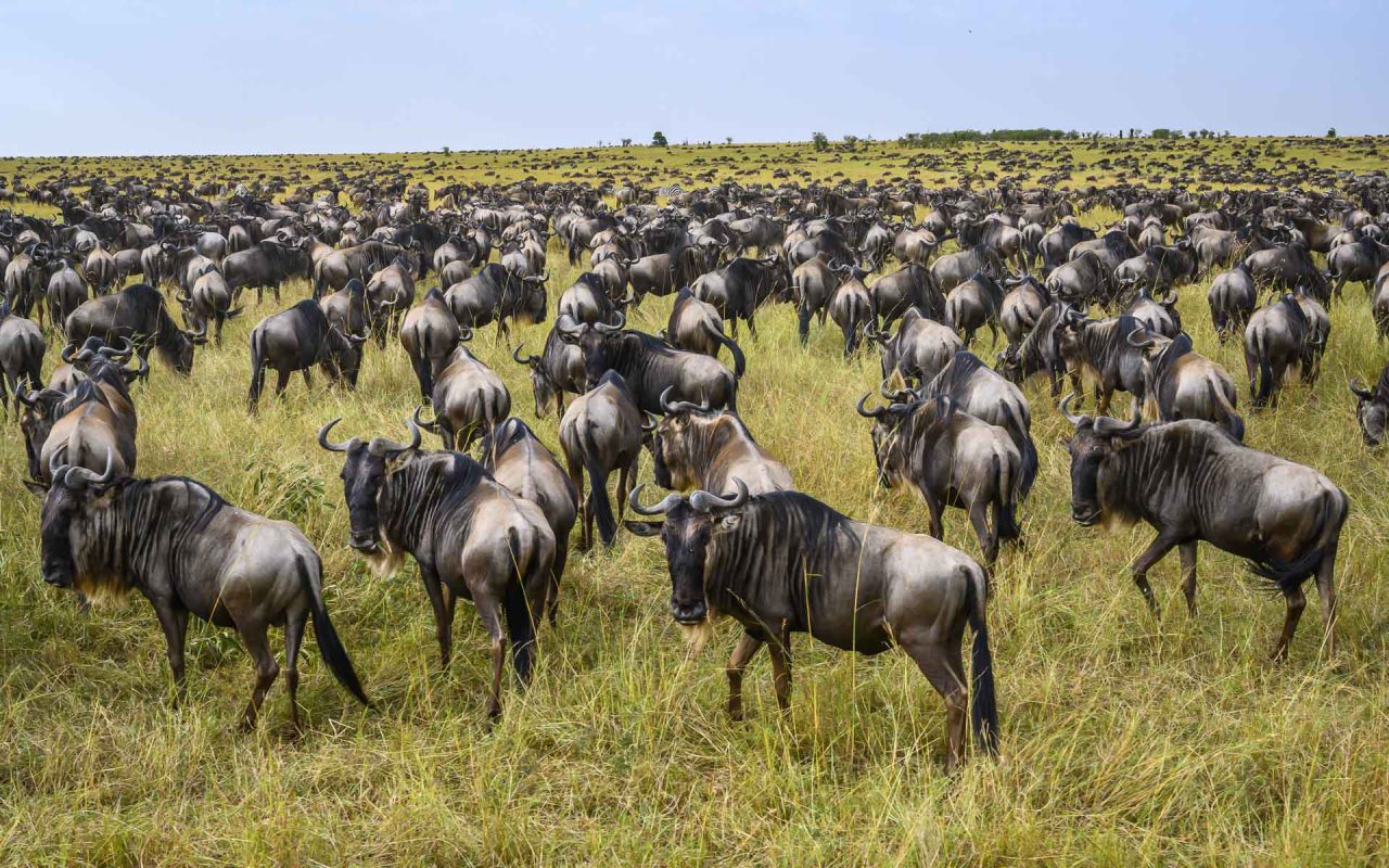 Herds of wildebeest during migration in Serengeti