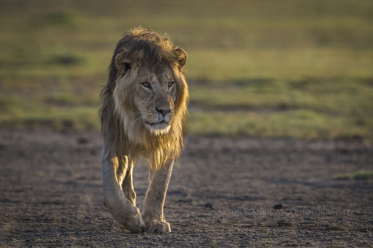 Male lion walking at sunrise around Lake Ndutu Tanzania