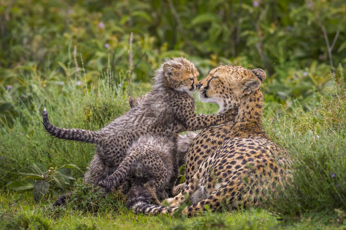 Mother cheetah greeting its cub on plains around Lake Ndutu Tanzania