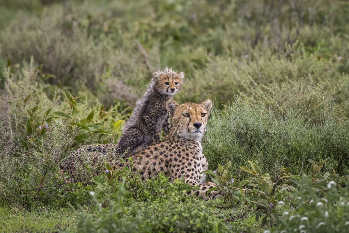 Cheetah mother with cub on her back around Lake Ndutu Tanzania