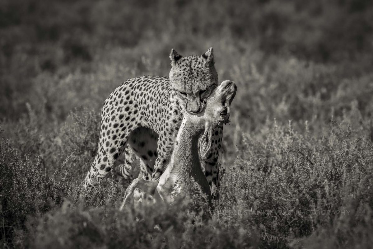 Cheetah carrying an impala kill around Lake Ndutu Tanzania