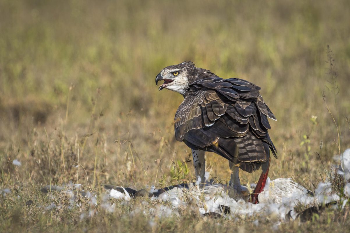 Marshal eagle feeding on a white stork in Serengeti