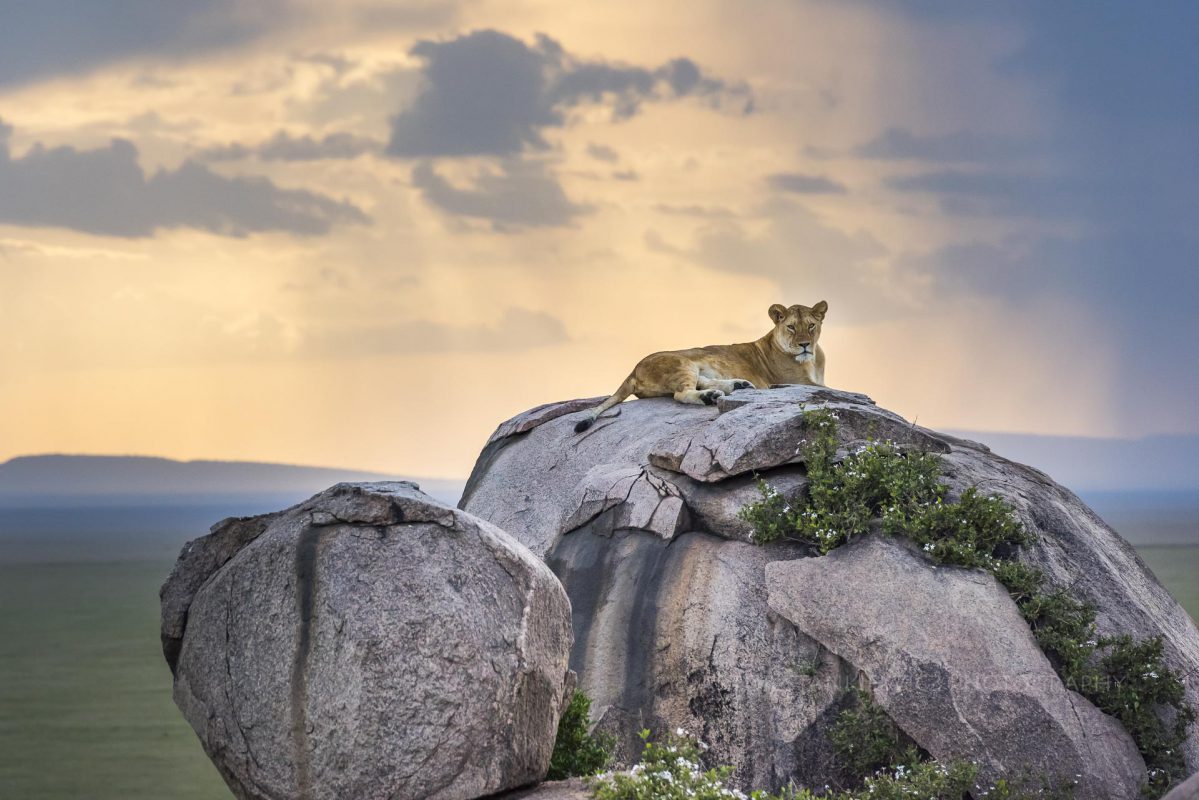 Lioness lying on a kopije of Serengeti