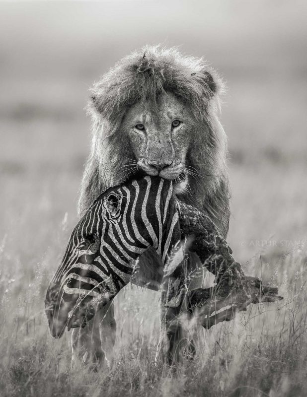 Male lion with zebras head on plains of Serengeti