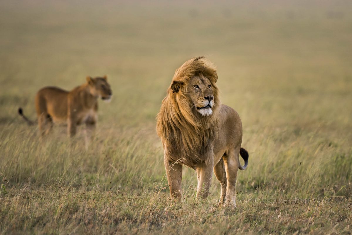 Male lion with lioness on plains of Serengeti