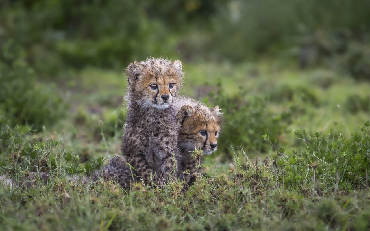 Cheetah cubs sitting on plains around Lake Ndutu Tanzania