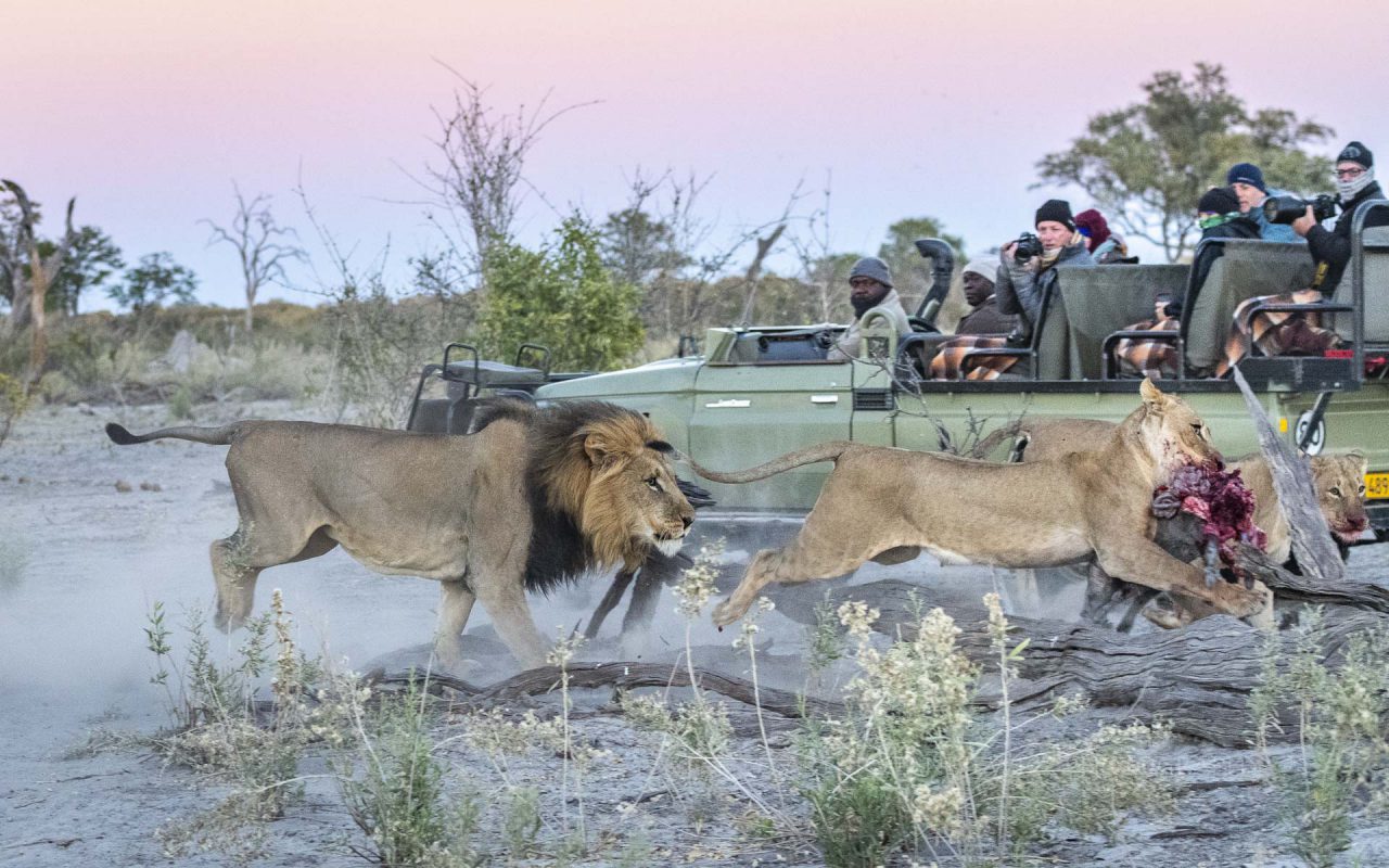 Lions chasing each other in front of safari vehicle in Linyanti Botswana