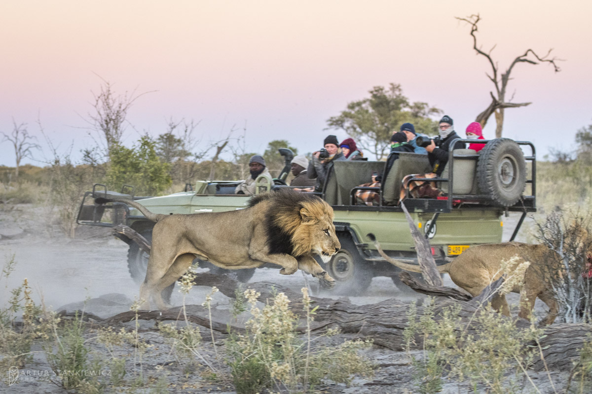 Lion jumping near to the safari car