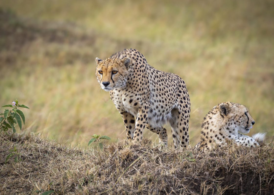 Cheetah brothers on the hunt in Northern Serengeti Tanzania